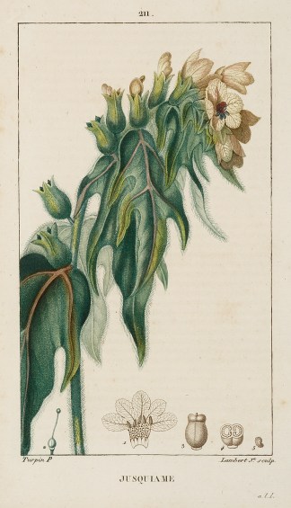 Jusquiame General / Global Jusquiame General / Global