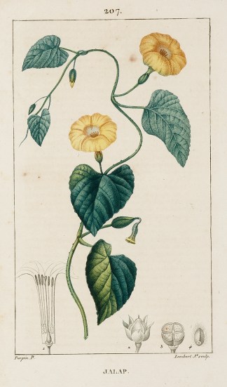 Jalap General / Global