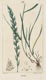 Ivraie World - Nonindigenous General Ivraie