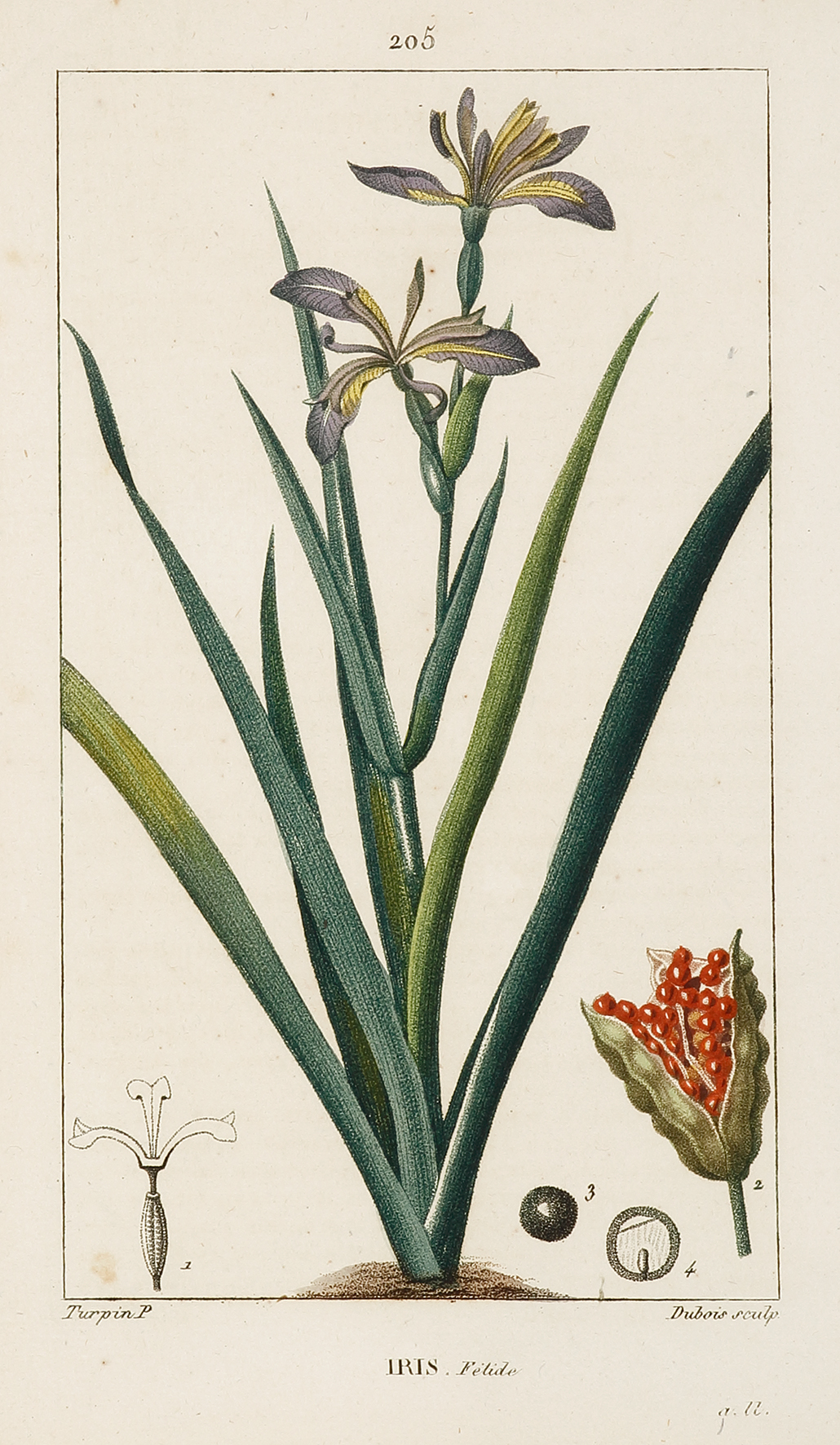 Iris. Felide - Antique Print from 1816
