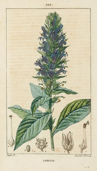 Lobelie General / Global