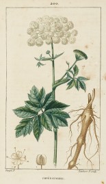 Imperatoire World - Nonindigenous General Imperatoire