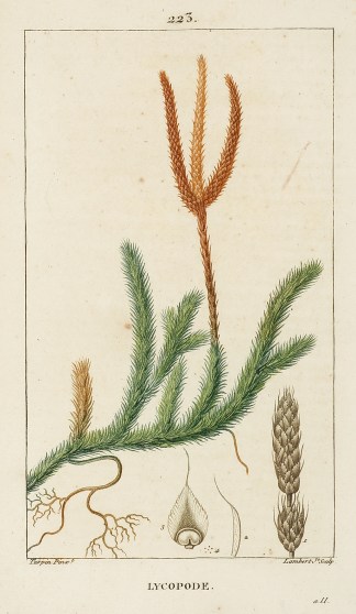Lycopode General / Global