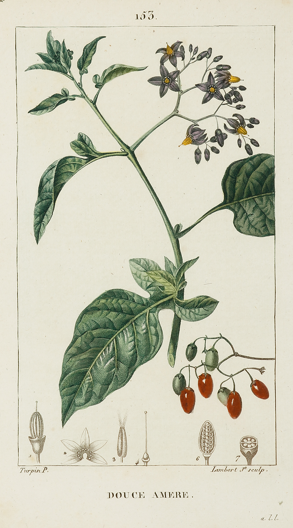 Douse Amere - Antique Print from 1816
