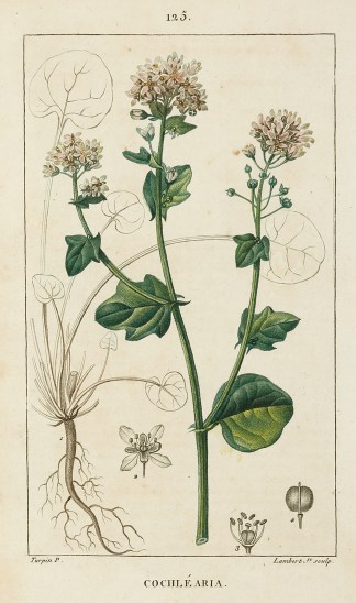 Cochlearia General / Global