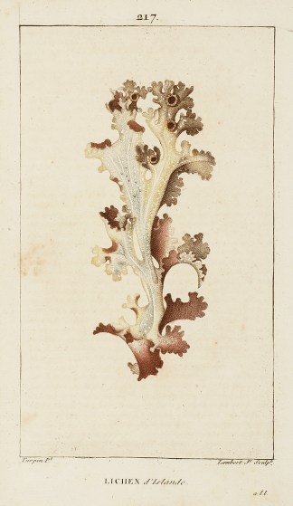 Lichen General / Global