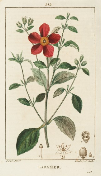 Ladanier General / Global