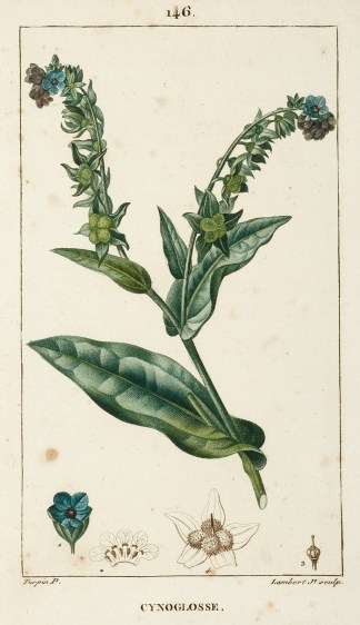 Cynoglosse General / Global Cynoglosse General / Global