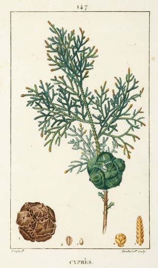 Cypres General / Global