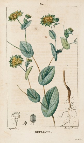 Buplevre General / Global