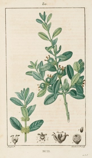 Buis General / Global