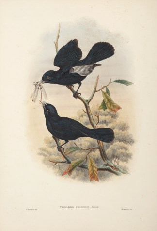 Pomarea ugiensis. Ugi-Island Flycatcher The Birds of New Guinea