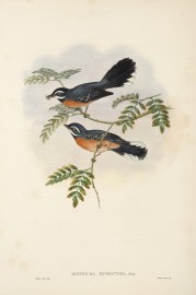 Rhipidura hyperythra. Rufous-Breasted Fantail Flycatcher