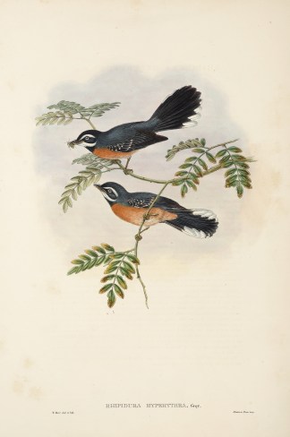 Rhipidura hyperythra. Rufous-Breasted Fa… The Birds of New Guinea
