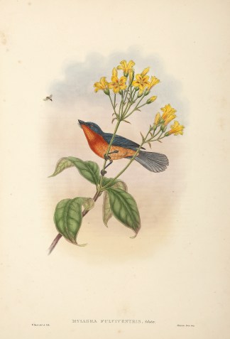 Myiagra fulviventris. Buff-bellied Flyca… The Birds of New Guinea