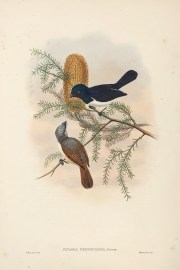 Myiagra ferrocyanea. Purple-backed flycatcher