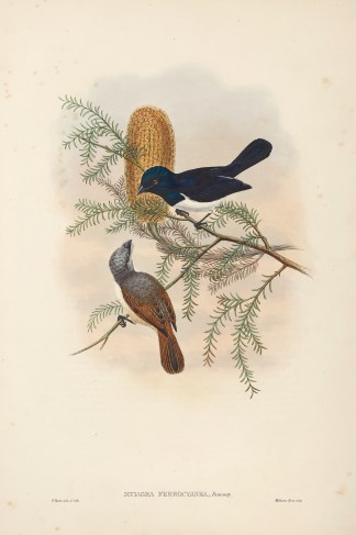 Myiagra ferrocyanea. Purple-backed flyca… The Birds of New Guinea