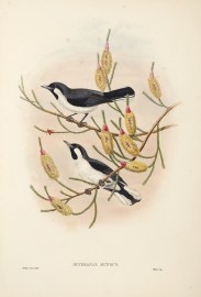 Heteranax mundus. Forbes's pied flycatcher.