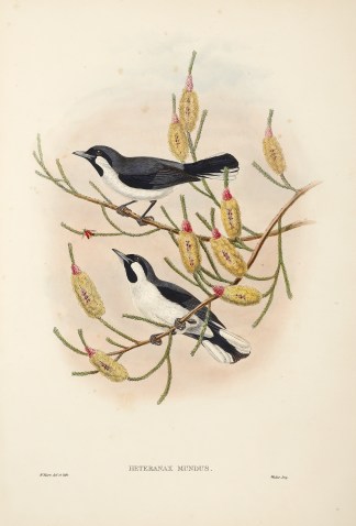 Heteranax mundus. Forbes’s pied fl… The Birds of New Guinea