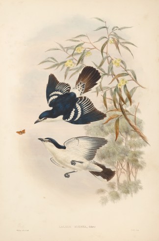 Lalage moesta. Black-browed Caterpillar-… The Birds of New Guinea