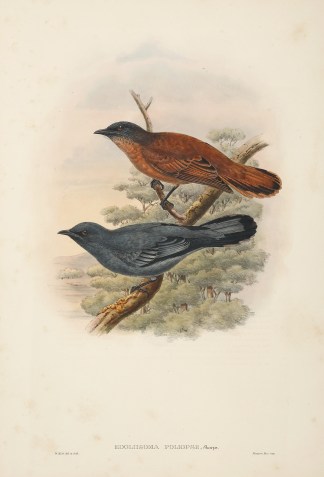 Edoliisoma poliopse. Grey-faced cuckoo-s… The Birds of New Guinea