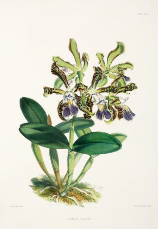 Cattleya Regnellii General / Global