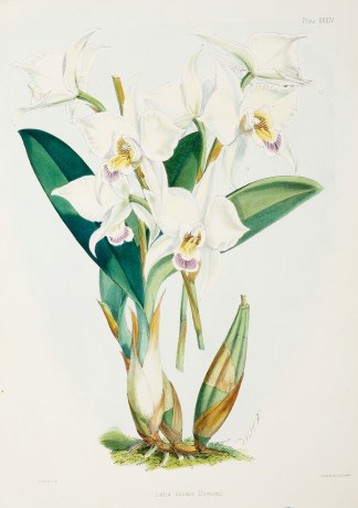 Laelia anceps Dawsoni. General / Global