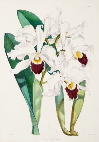 Cattleya exoniensis General / Global
