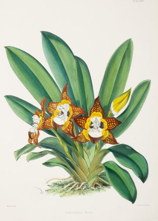 Batemannia Burtii General / Global