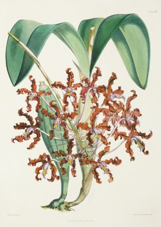 Schomburgkia undulata General / Global