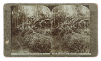 The Federal Pass, Katoomba, N.S.W. Regional