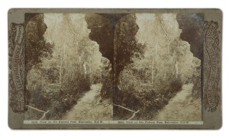 View on the Federal Pass, Katoomba, N.S.… Regional