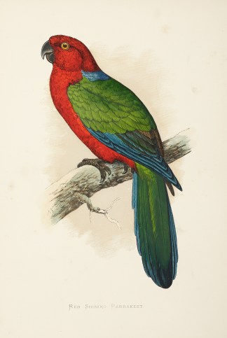 Red Shining Parrakeet. General / Global