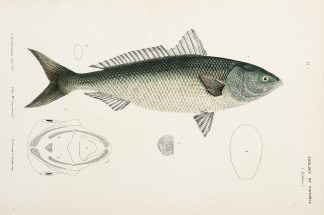 [Arripis Truttaceus The Salmon Arripis ] Prodromus of the Zoology of Victoria