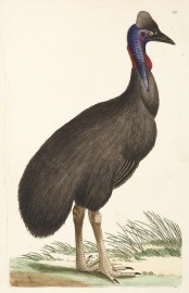 [Casuarius galeatus] Cassowary
