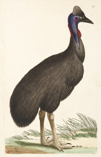[Casuarius galeatus] Cassowary Australian