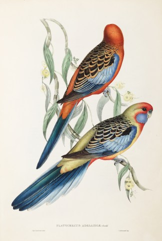 Platycercus Adelaidiae: Gould Acquisitions Maps & Prints