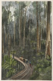 Log Tramway, Gippsland.