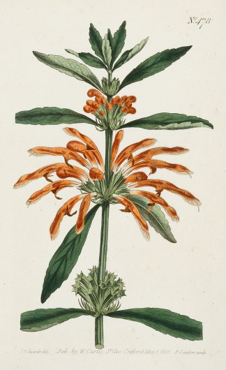 Phlomis Leonurus. Lion’s-Tail Phil… General / Global