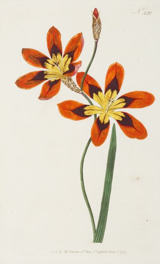 Ixia Tricolor. Three-coloured Ixia. General / Global