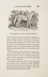 [Dingo] The New South Wales Wolf.