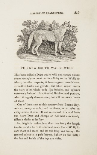 [Dingo] The New South Wales Wolf. Australian - General