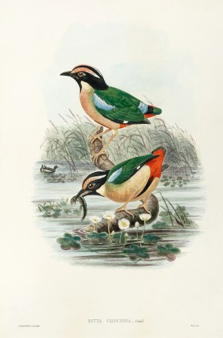 Pitta concinna. Elegant Pitta The Birds of New Guinea