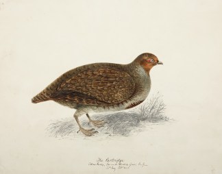 Front: The Partridge. Verso: White Grous… PAINTINGS