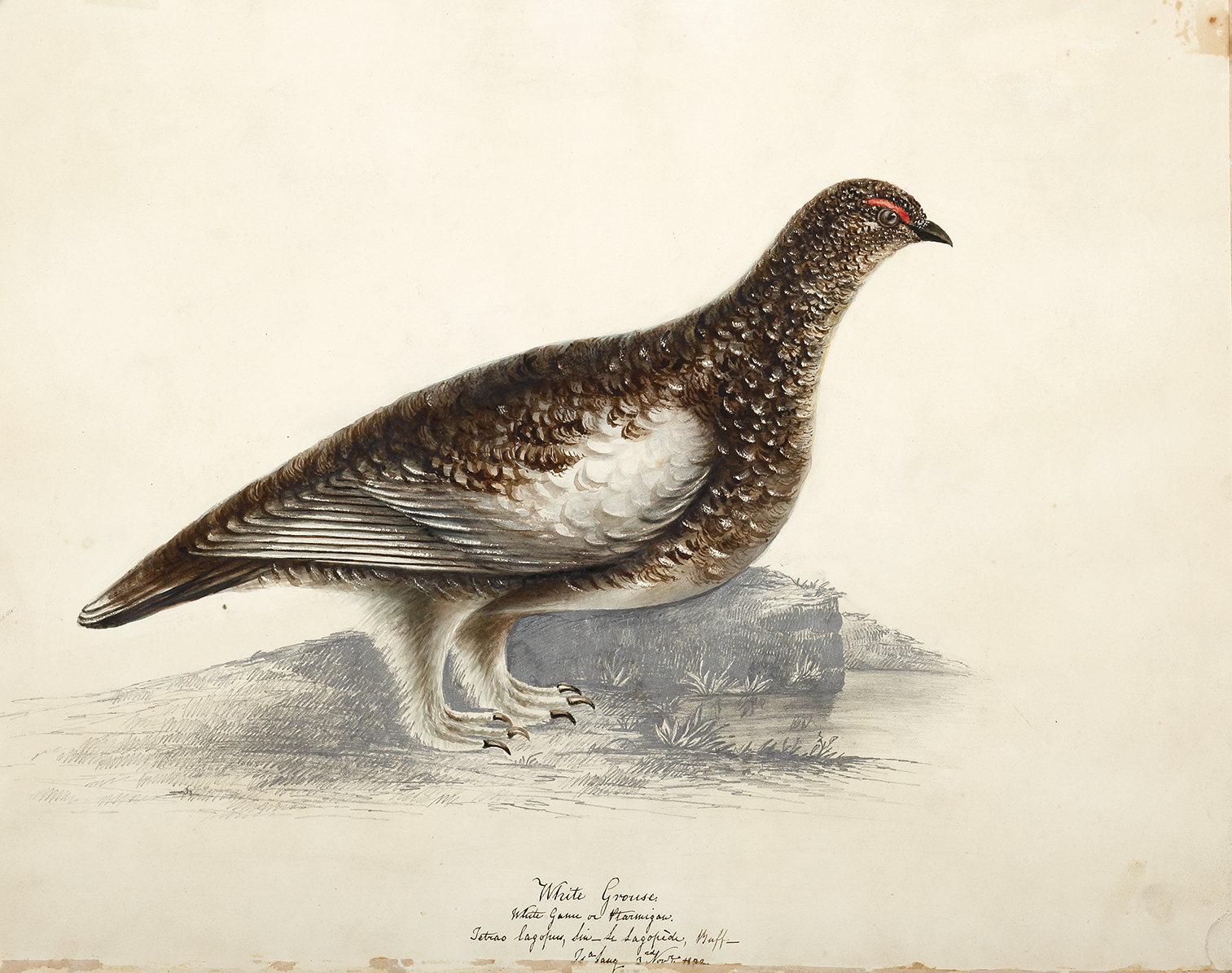 Front: The Partridge. Verso: White Grouse. - Antique Painting from 1832