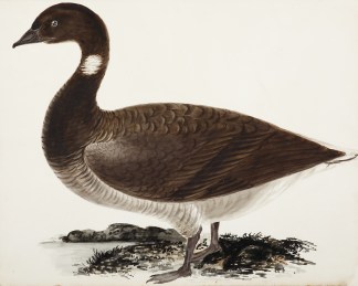 [Brent Goose] PAINTINGS