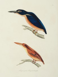 1. Ceyx Azurea. Azure Three-toed Kings-fisher. 2. Ceyx Tridactyla. Three-toed Kings-fisher