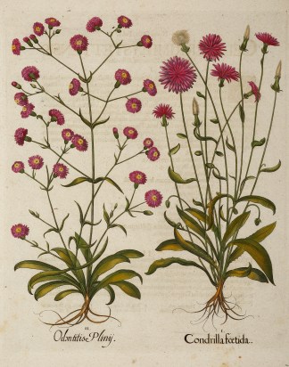 I.Condrilla foetida [Pink hawksbeard] II… General / Global