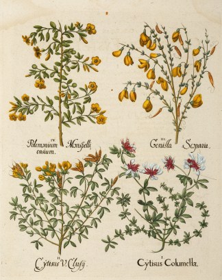 I. Cytisus Columella II. Cytisus V. Clus… Basil Besler- Hortus Eystettensis