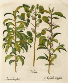 I. Pistacia. [Cashew]  II. Laurus cum Flore [Bay Tree] III. Amigdala cum Flore [Almond]